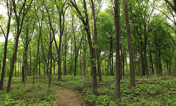 Hidden Springs State Forest